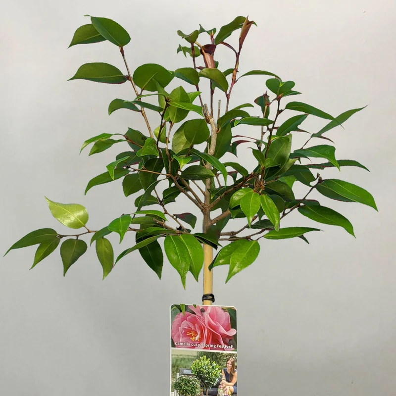Kamelie 'Frühlingsfest' Terrassenbaum