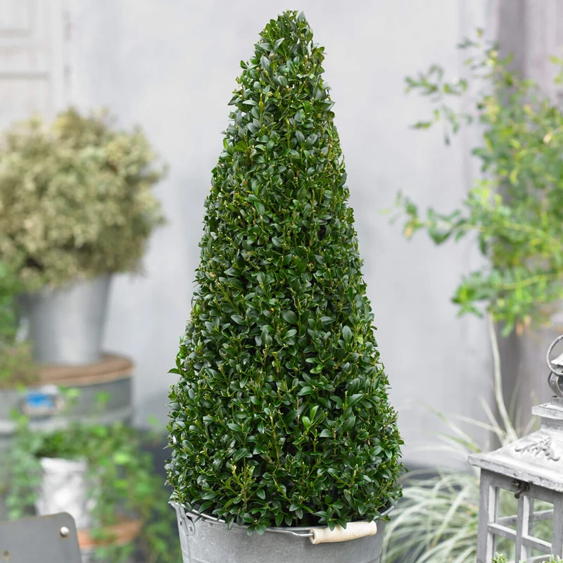Buxus-Topiary-Pyramide