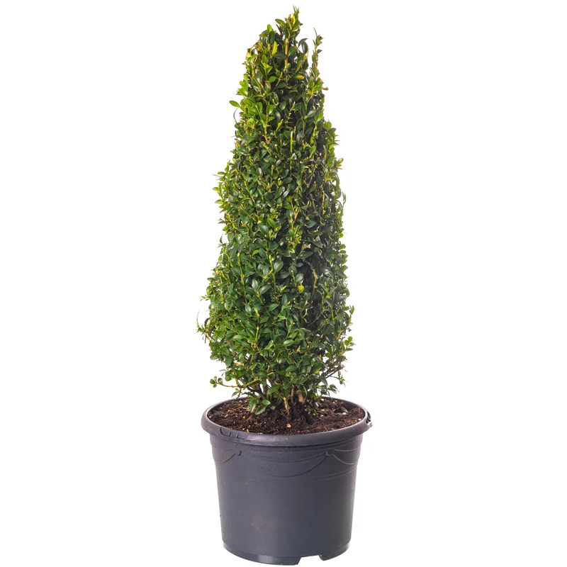 Buxus-Topiary-Pyramide