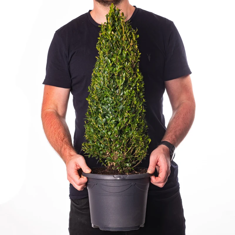 Buxus-Topiary-Pyramide