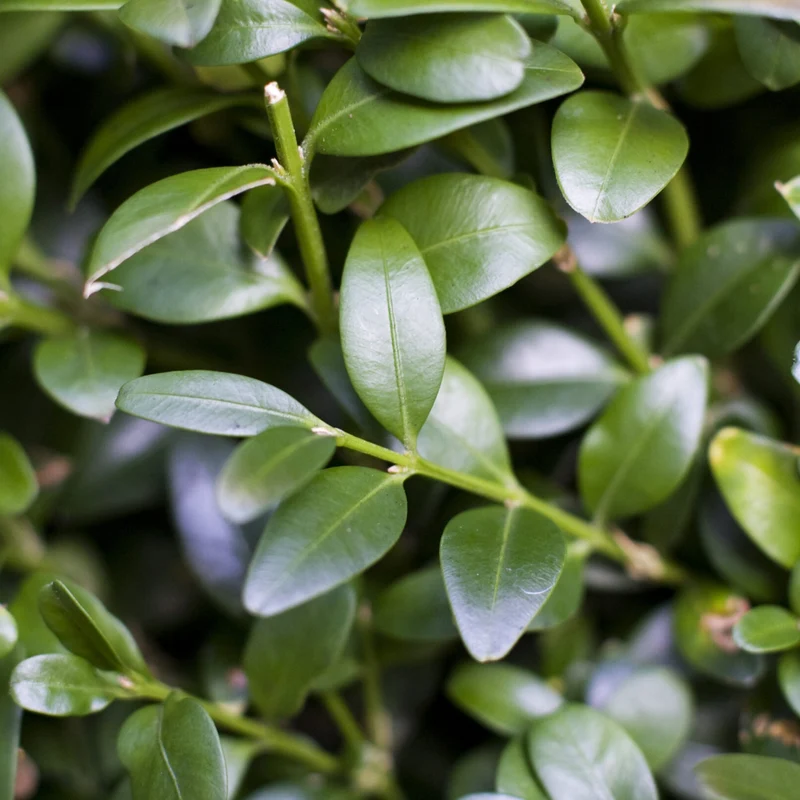 Buxus-Topiary-Pyramide