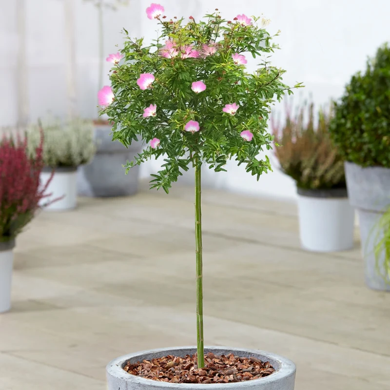 Calliandra 'Dixie Pink' Terrassenbaum