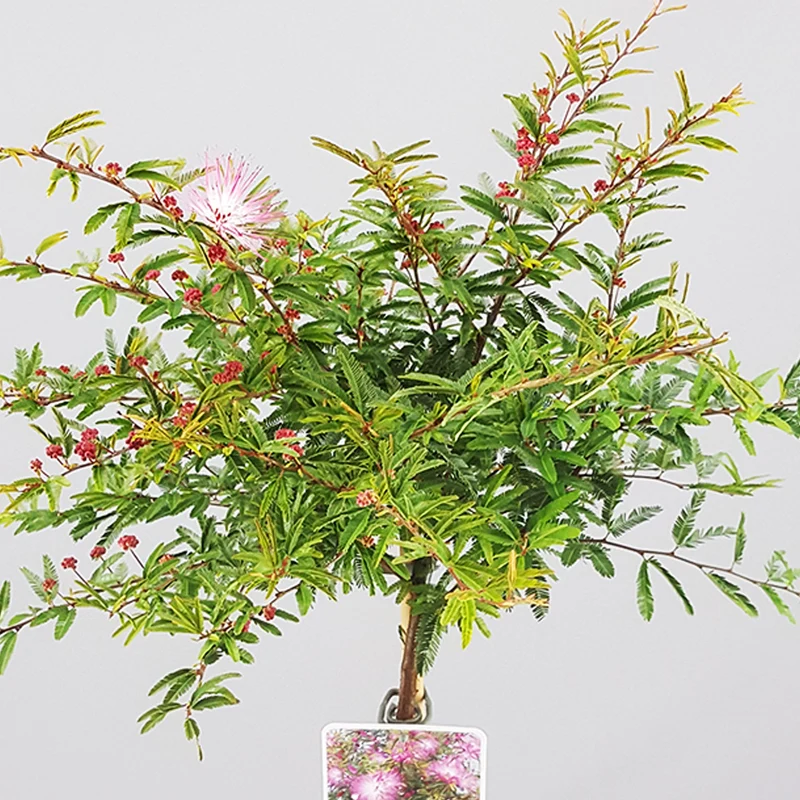 Calliandra 'Dixie Pink' Terrassenbaum