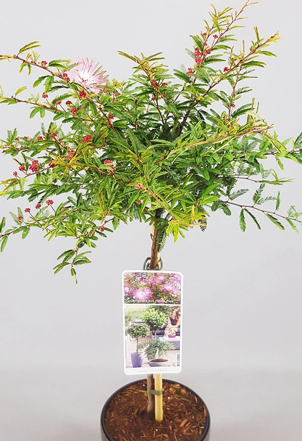 Calliandra 'Dixie Pink' Terrassenbaum