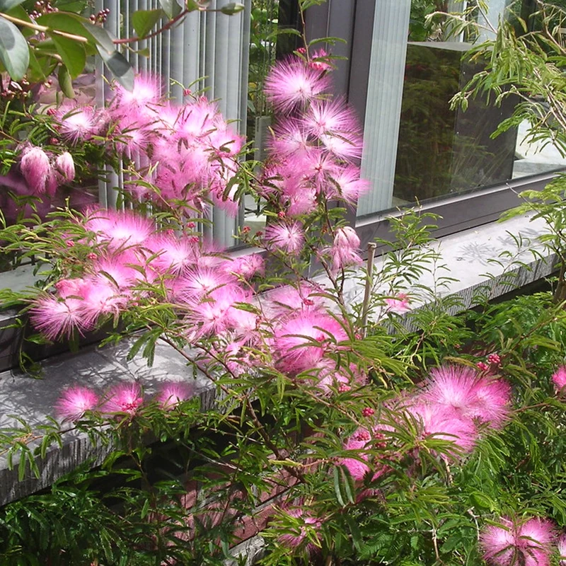 Calliandra 'Dixie Pink' Terrassenbaum