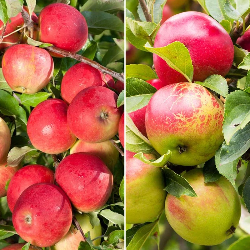 Apfel Duo Terrassenbaum