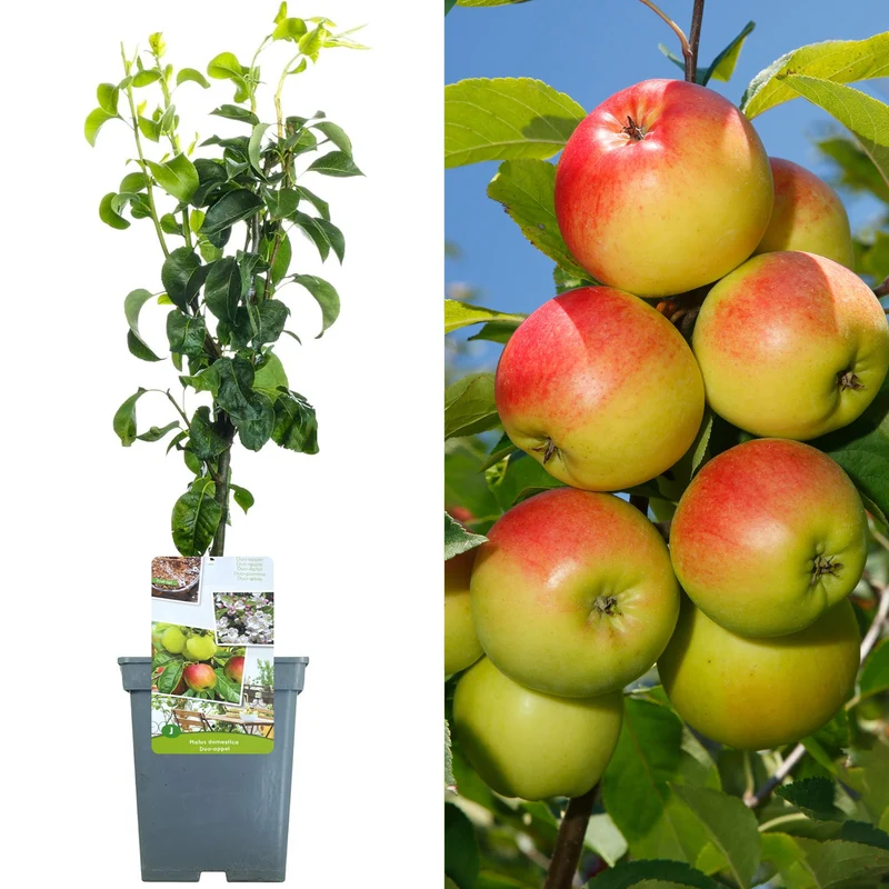 Apfel Duo Terrassenbaum
