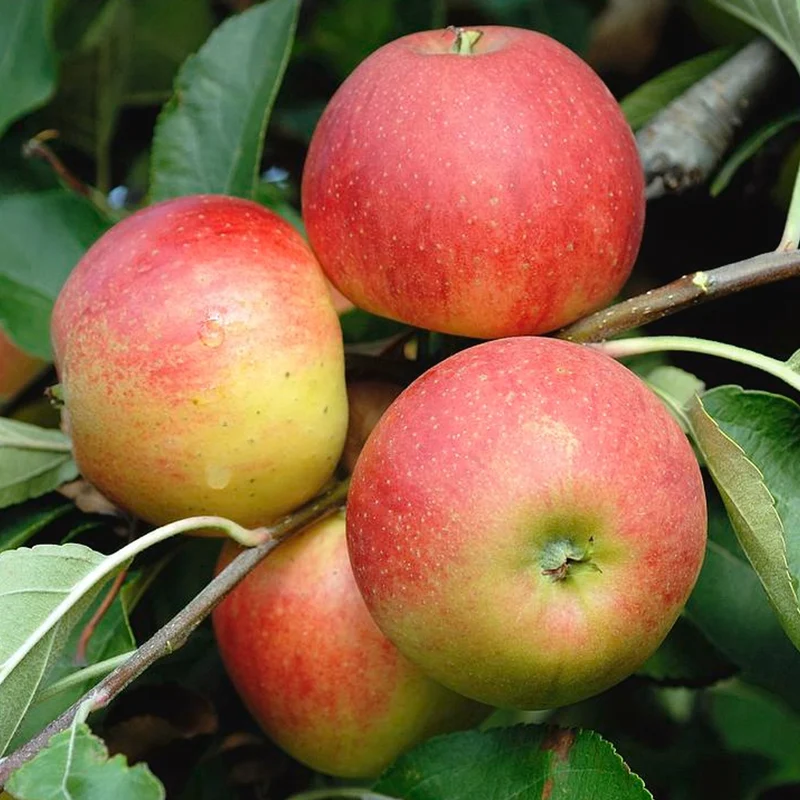 Apfel Duo Terrassenbaum
