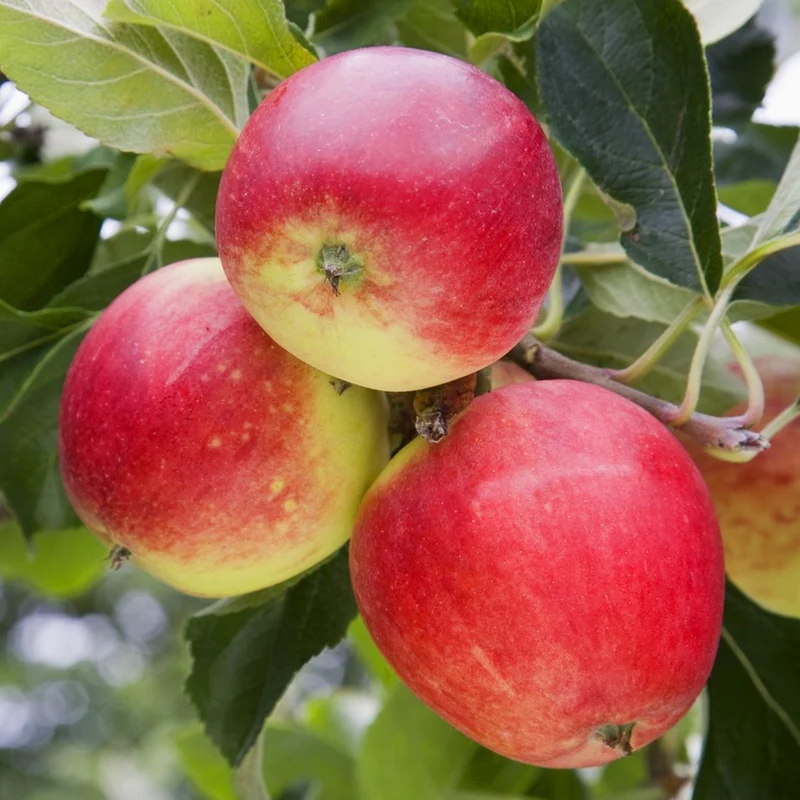 Apfel Duo Terrassenbaum