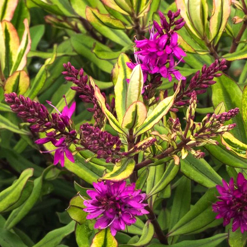 Strauchveronika 'Celebration'