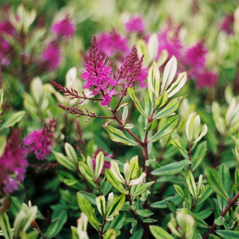 Strauchveronika 'Celebration'