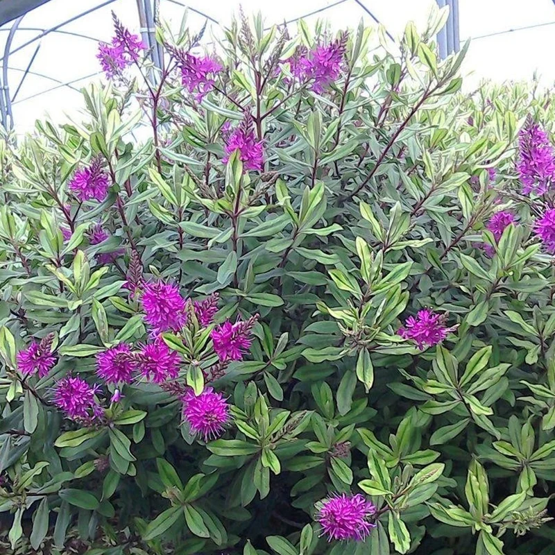 Strauchveronika 'Celebration'