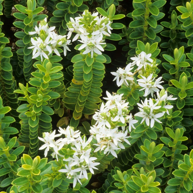 Buchsblättrige Strauchveronika
