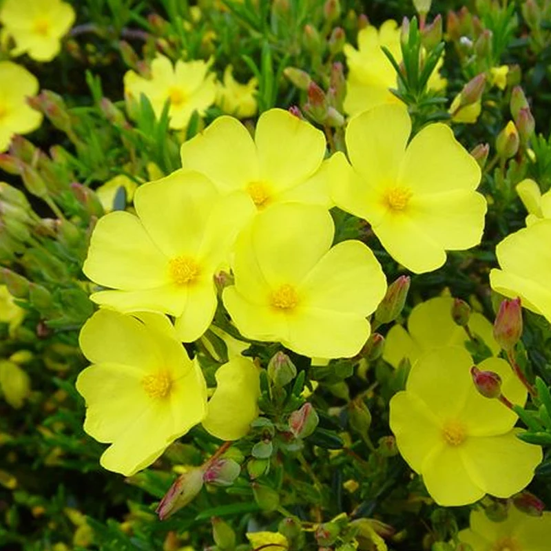 Libanesische Steingoldrose