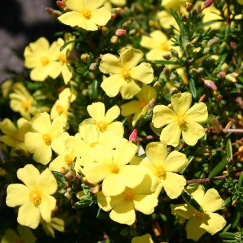 Libanesische Steingoldrose