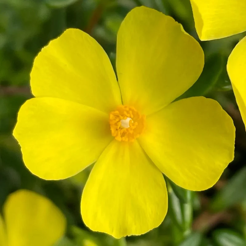 Libanesische Steingoldrose