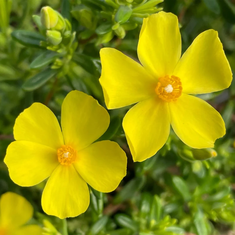 Libanesische Steingoldrose
