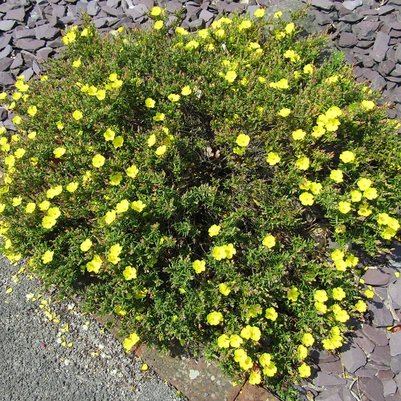 Libanesische Steingoldrose