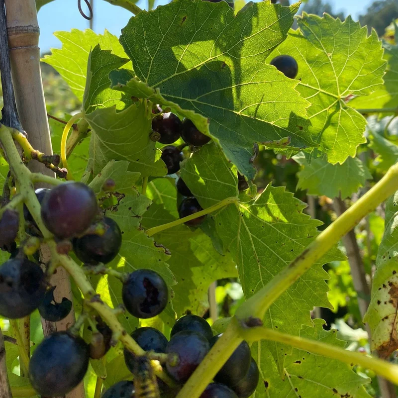 Weinrebe 'Rondo'