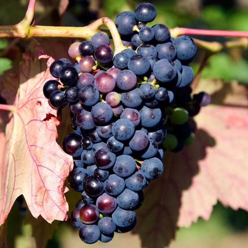 Weinrebe 'Rondo'