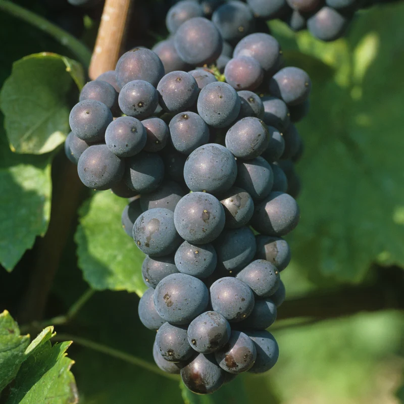 Weinrebe 'Pinot Noir'