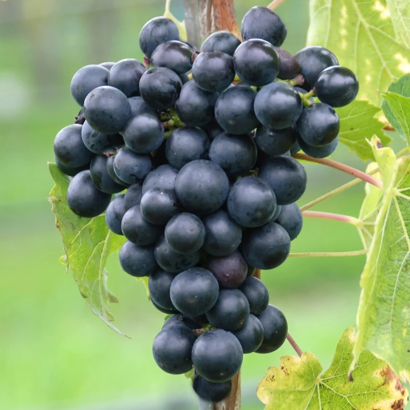 Weinrebe 'Muscat Bleu'