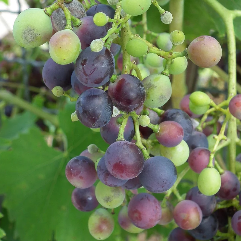 Weinrebe 'Muscat Bleu'