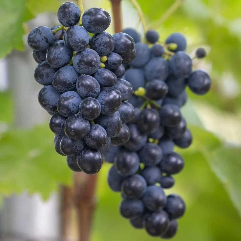Weinrebe 'Muscat Bleu'