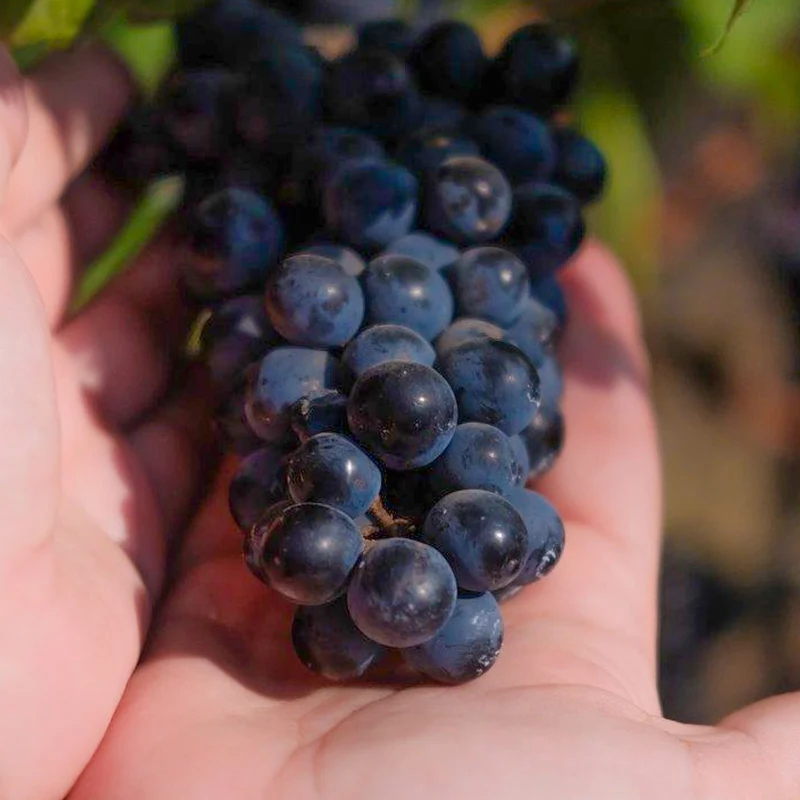 Weinrebe 'Muscat Bleu'