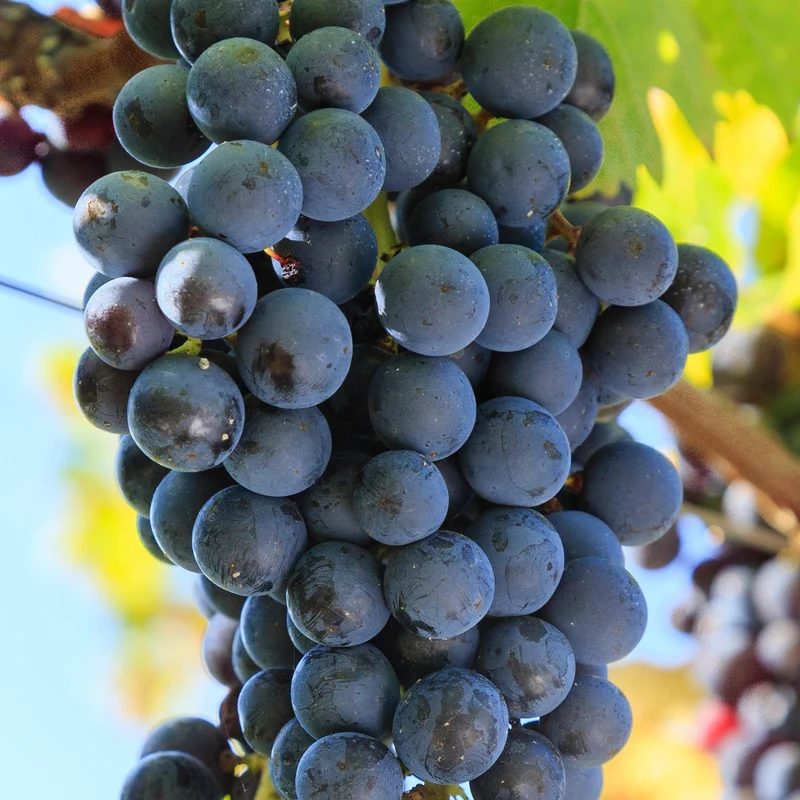 Weinrebe 'Merlot'