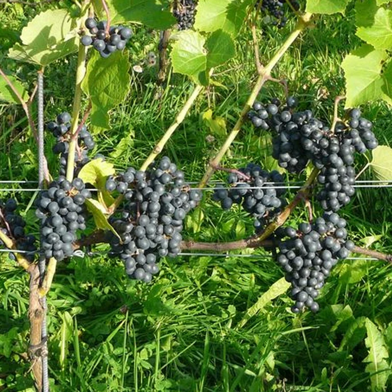 Weinrebe 'Merlot'