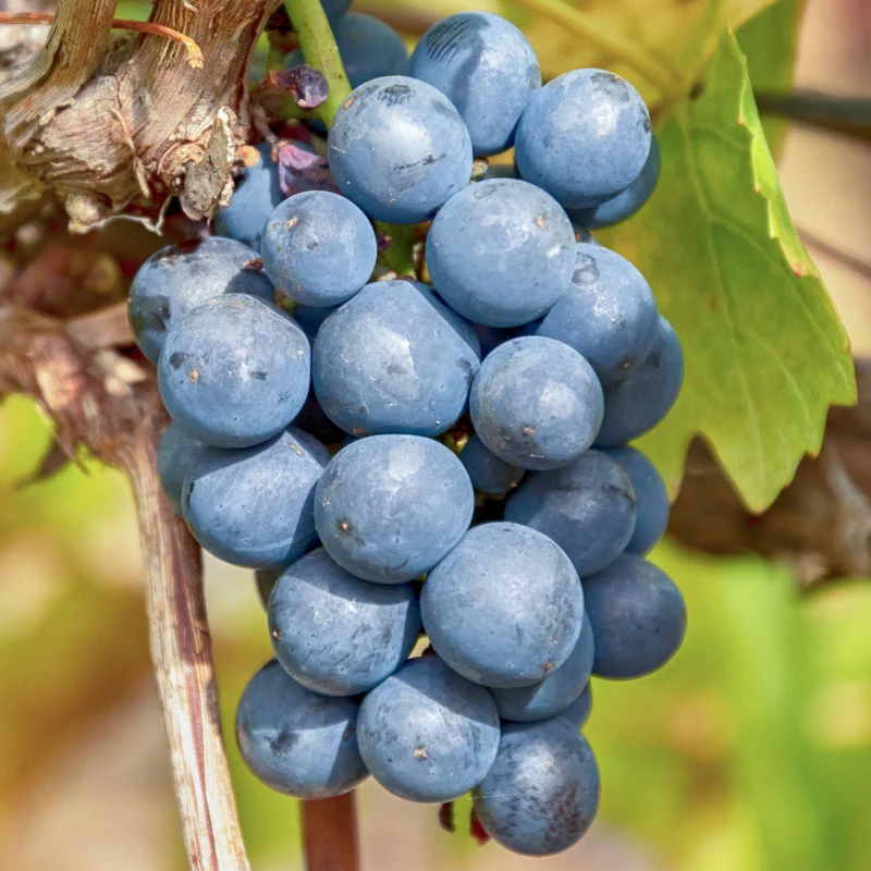 Weinrebe 'Cabernet Sauvignon'