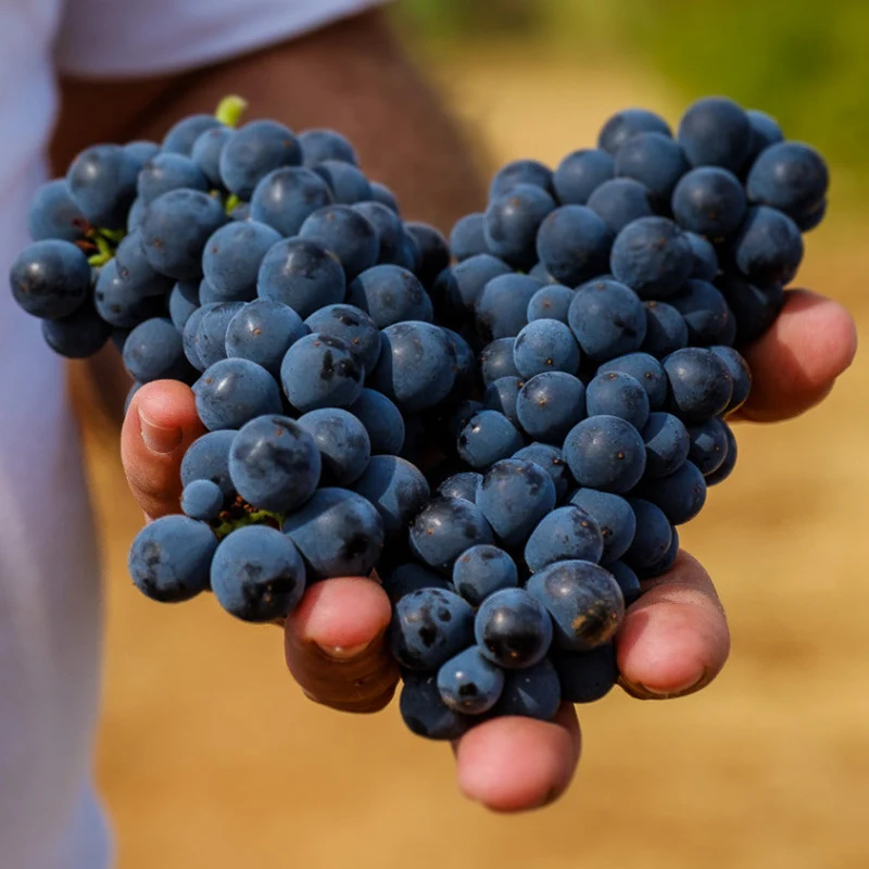 Weinrebe 'Cabernet Sauvignon'