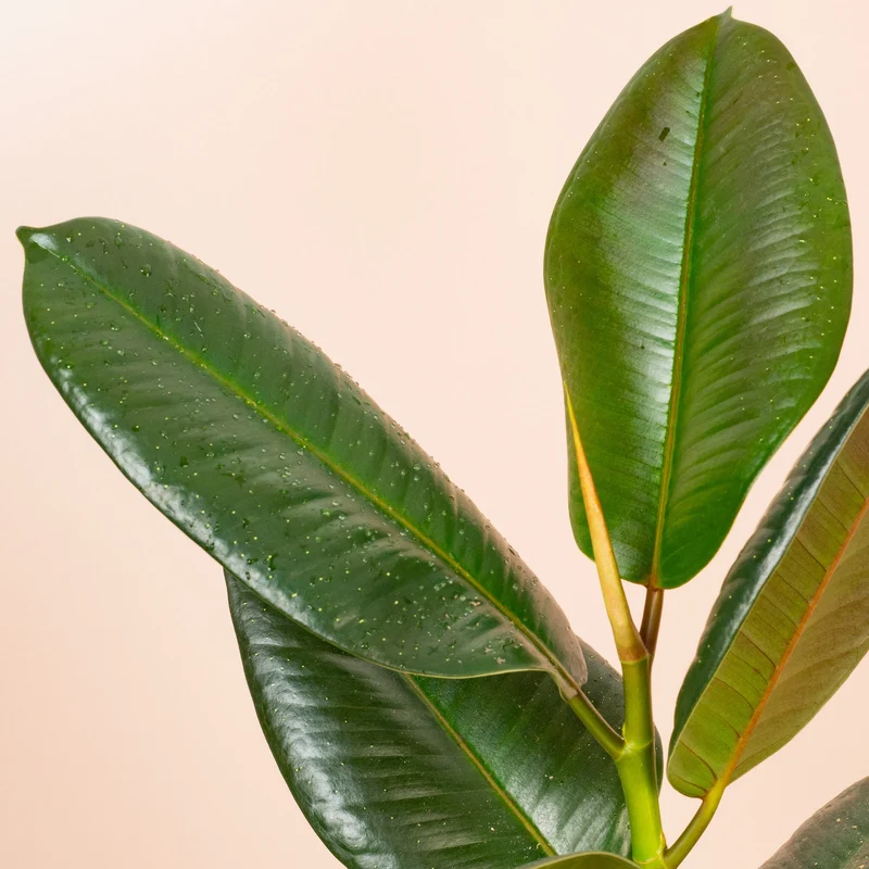 Ficus 'Robusta'