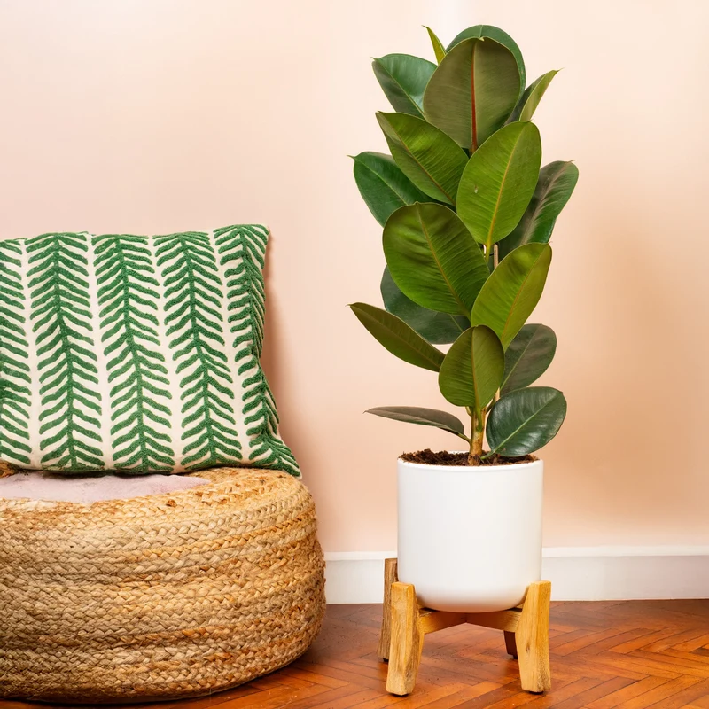 Ficus 'Robusta'