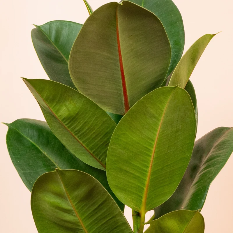 Ficus 'Robusta'