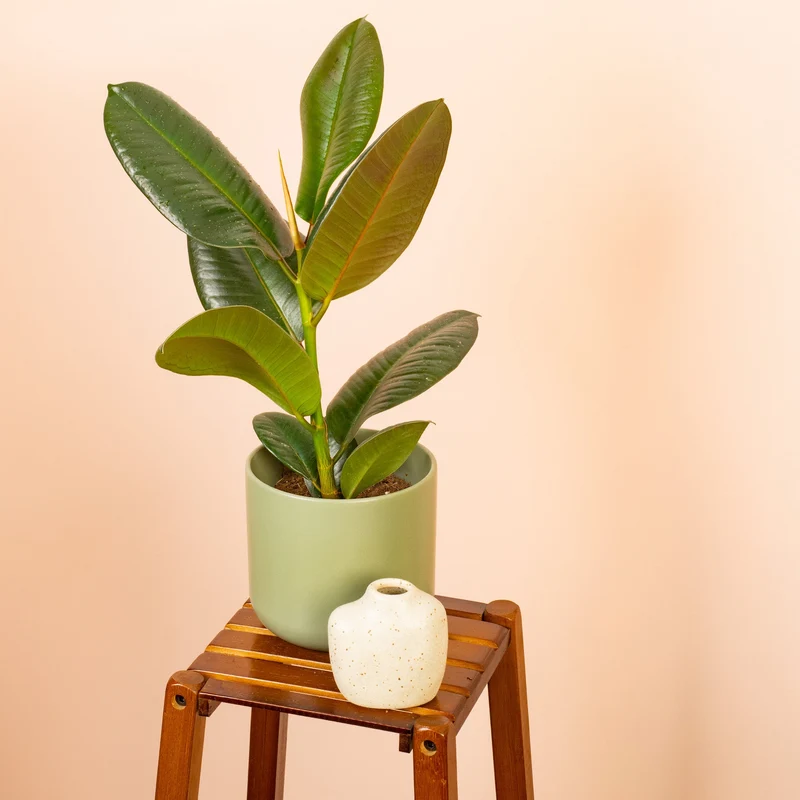 Ficus 'Robusta'