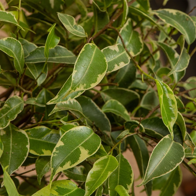 Ficus 'Light Green Kinky Stem'