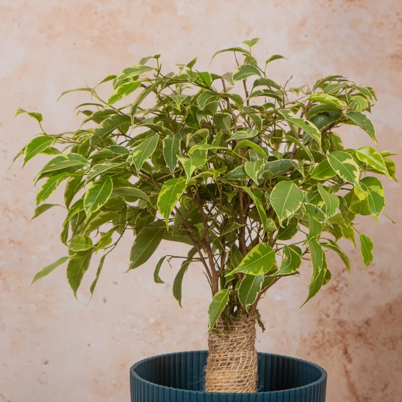Ficus 'Light Green Kinky Stem'
