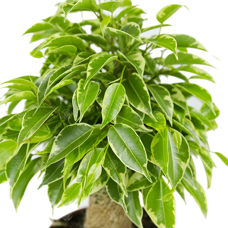 Ficus 'Kinky Variegated'