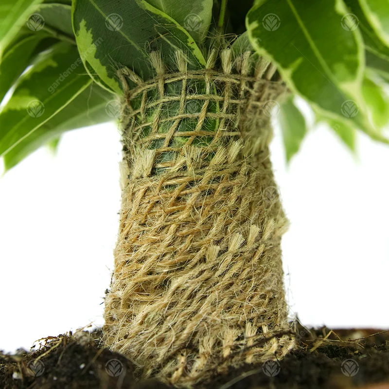 Ficus 'Kinky Variegated'