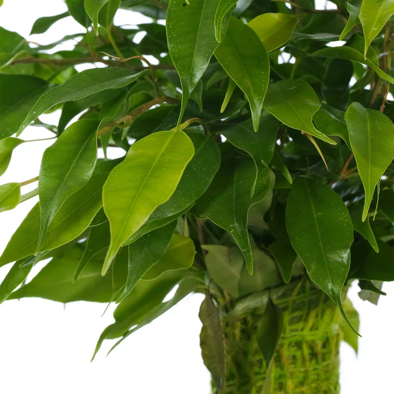 Ficus 'Kinky Green'