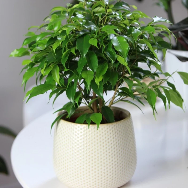 Ficus 'Kinky Green'