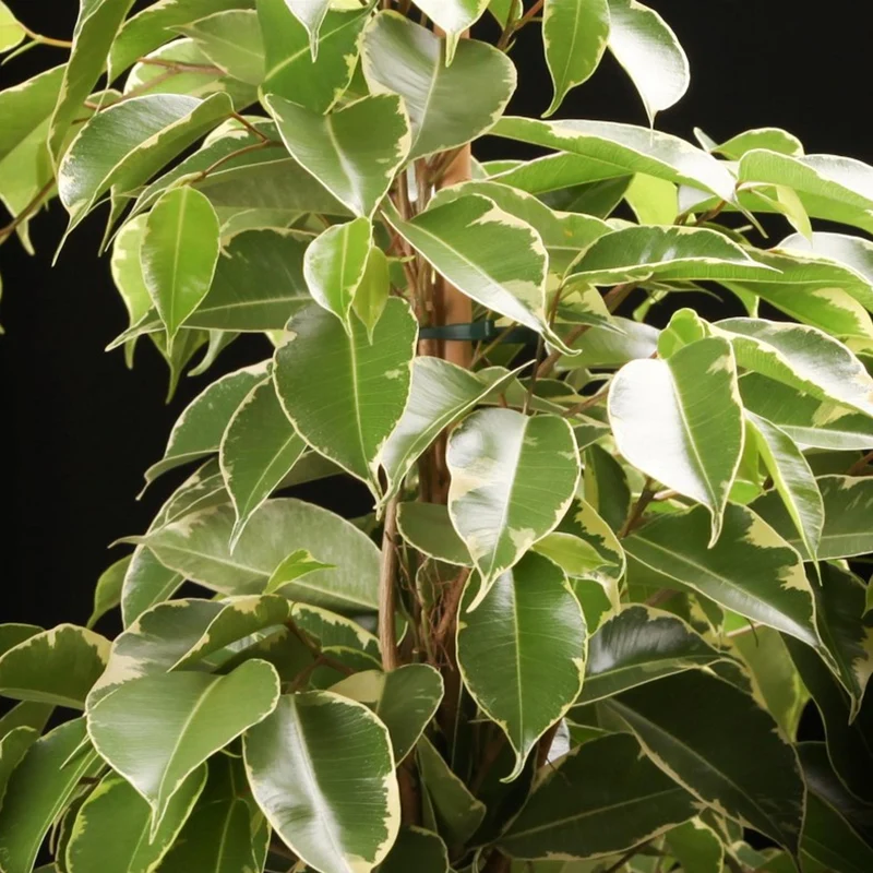 Ficus 'Golden King'
