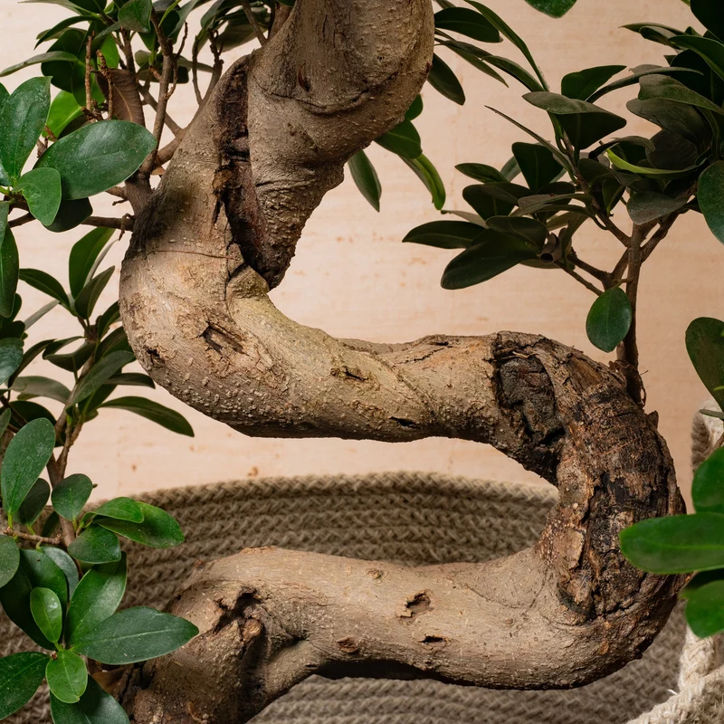 Ficus 'Ginseng'