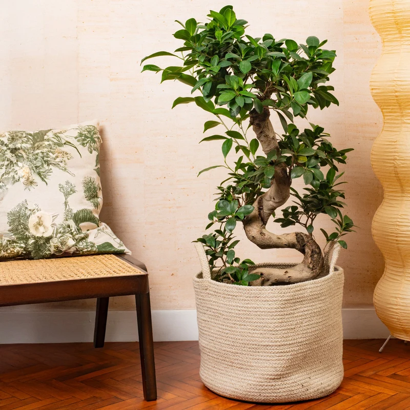 Ficus 'Ginseng'