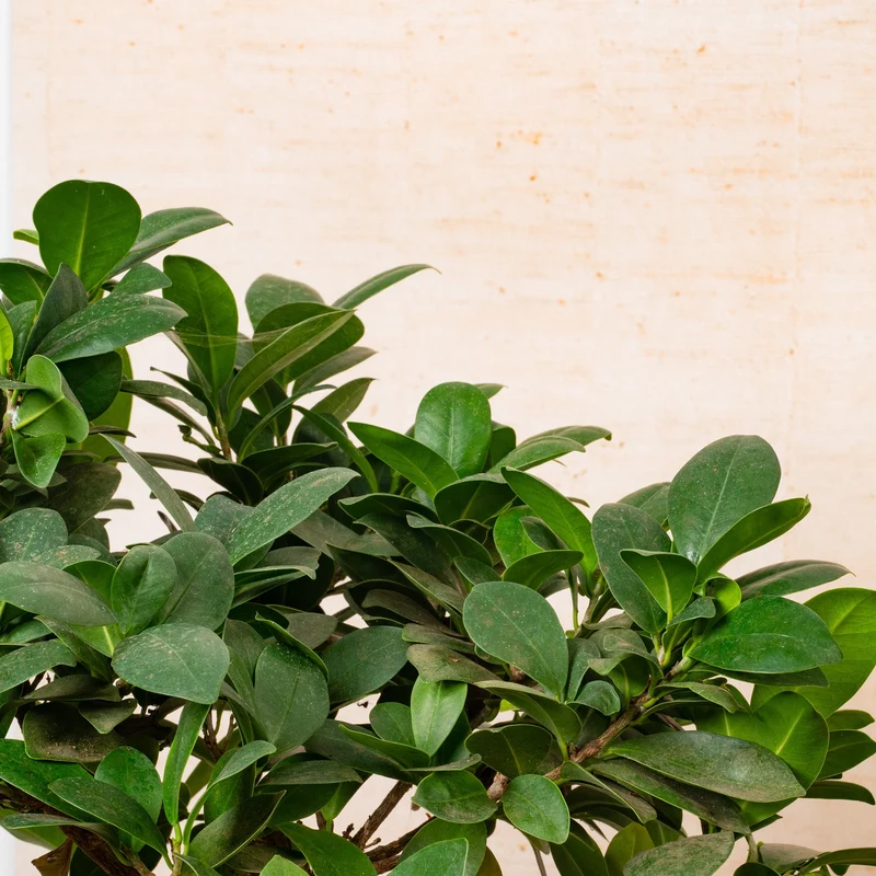 Ficus 'Ginseng'
