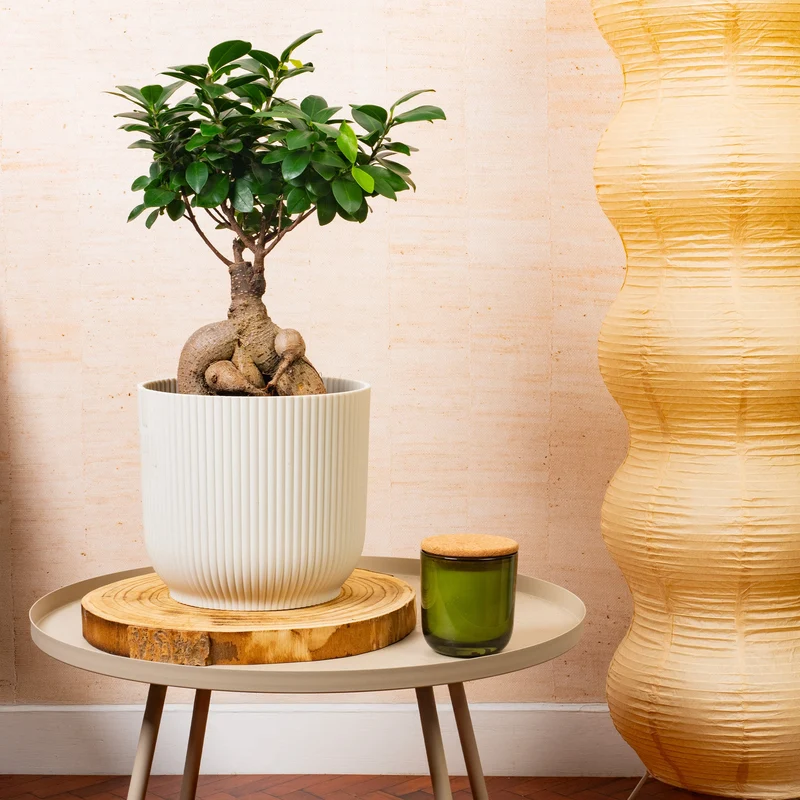 Ficus 'Ginseng'