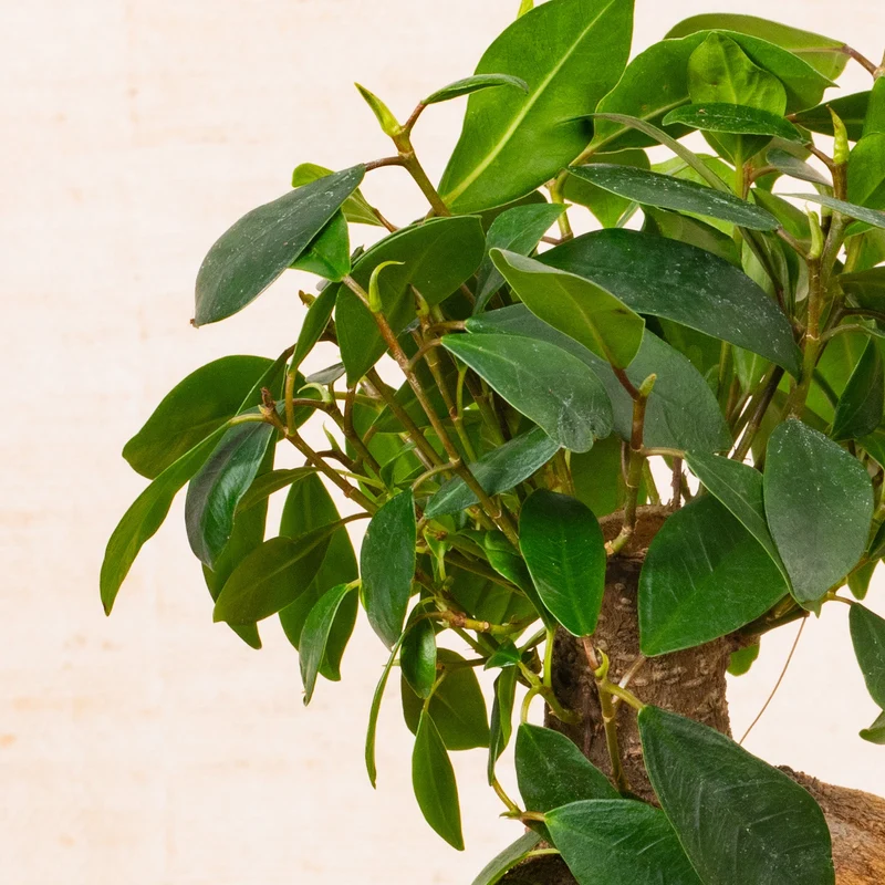 Ficus 'Ginseng'