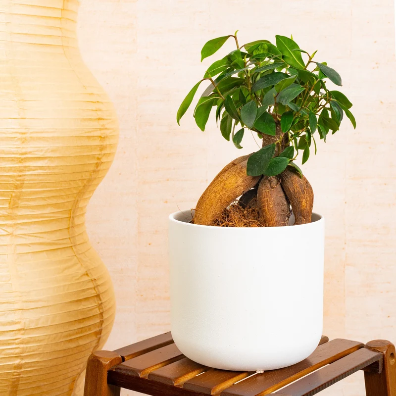 Ficus 'Ginseng'
